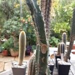 × Harrisinopsis jusbertii Tabia
