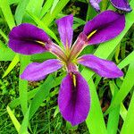 Iris brevicaulis Kukka