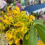 Senna hebecarpa Flor