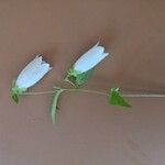 Campanula punctata Flors