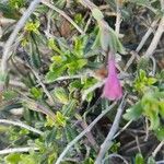 Lithodora hispidula Leaf