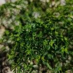 Euphorbia exigua Kukka