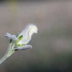 Antirrhinum molle Kvet