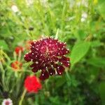 Scabiosa atropurpureaCvet