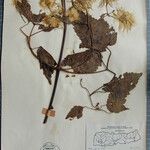 Clematis connata Otro