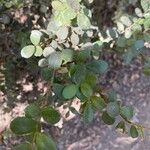 Diospyros texana Folha