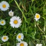 Bellis annuaFlor