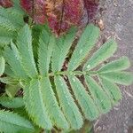 Melianthus major Blatt