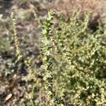 Salsola tragus 葉