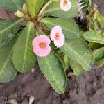 Euphorbia lophogona 花