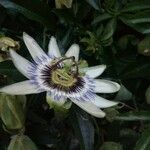 Passiflora morifolia Flor