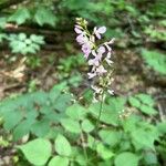 Hylodesmum glutinosum Floare