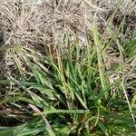 Plantago maritima Leaf