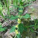 Lamium galeobdolonFrunză