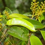 Alfaroa guanacastensis Blomma