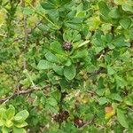 Berberis microphylla Ffrwyth