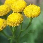 Tanacetum vulgareFlower