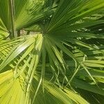 Livistona chinensis Folha