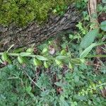 Epipactis helleborineFruit