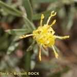 Galatella cretica Flower