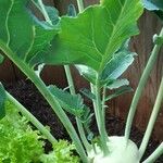 Brassica oleracea その他の提案