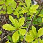 Rhododendron periclymenoides 葉