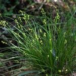 Carex echinata Plante entière