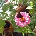 Zinnia elegansFlower