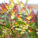 Mina lobata 花