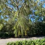 Allocasuarina torulosa Blad