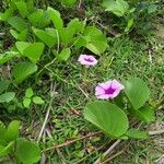 Ipomoea pes-caprae Λουλούδι