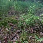 Equisetum pratense عادت داشتن