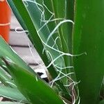 Agave filifera Leaf