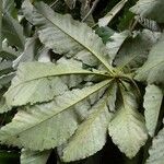 Cecropia insignis Hoja