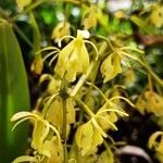 Epidendrum pittieri പുഷ്പം