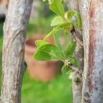 Exochorda × macrantha Leaf