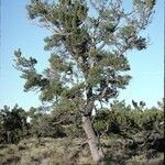 Pinus flexilis Hàbitat