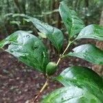 Coffea fotsoana Frucht