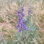 Aconitum napellusBlüte