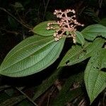 Miconia longicoma Altul/Alta