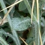 Centaurea idaea 叶