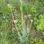 Turritis glabra Hábito