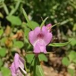 Linaria arvensis Blomma