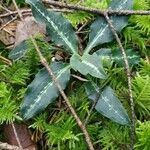 Goodyera oblongifolia Leaf