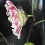 Bellucia grossularioides Other