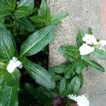 Catharanthus roseusLeaf