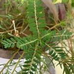Phyllanthus niruri 葉