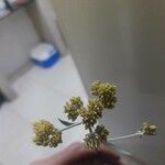 Achyrocline saturejoides Çiçek