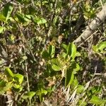 Ligustrum ovalifoliumLeaf