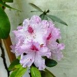 Rhododendron ponticumBlomst